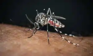 Chikungunya
